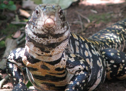 Lagarto en uno de los paseos del parque